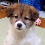 頭の毛が茶色い『小さな子犬』→すくすくと育った結果…別の犬？原型を留めていない『まさかの成長』に反響「あるあるｗ」「白髪になっちゃった」(ブログ)