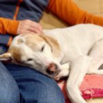 犬が飼い主に『体を預ける』心理5つ　愛犬が寄りかかってきたときにすべき対応とは？(ブログ)
