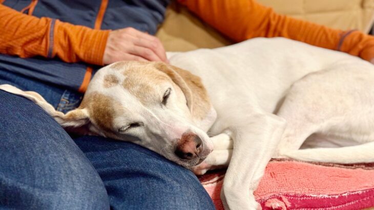 犬が飼い主に『体を預ける』心理5つ　愛犬が寄りかかってきたときにすべき対応とは？(ブログ)