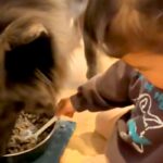 女の子が『赤ちゃんの頃からオオカミ犬と一緒に育った』結果→深い絆で結ばれた『お互いの行動』が14万再生「優秀なボディーガード」「素敵」(ブログ)