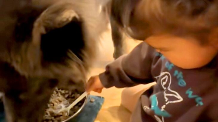 女の子が『赤ちゃんの頃からオオカミ犬と一緒に育った』結果→深い絆で結ばれた『お互いの行動』が14万再生「優秀なボディーガード」「素敵」(ブログ)