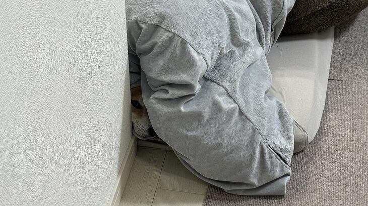 犬にバレないように『こっそり夫婦で出かけた』結果→帰宅後…あからさまな『態度の違い』に4万いいね集まる「人間過ぎるｗ」「可愛い」と絶賛(ブログ)