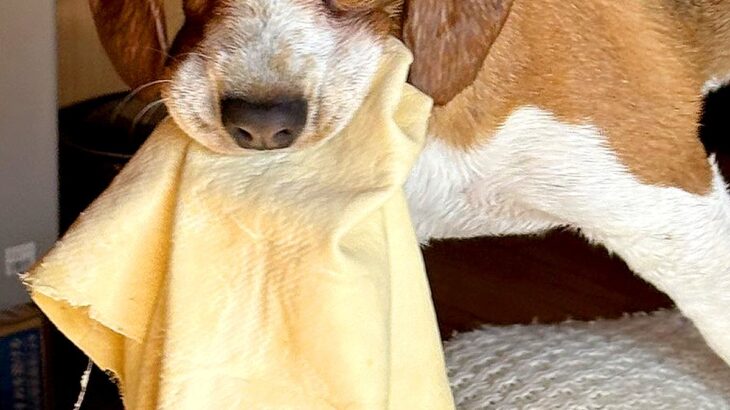 お風呂上がり、タオルを奪って逃走した犬→想像を遥かに超える『極悪すぎる表情』が27万表示「顔たまらんｗｗ」「悪い雰囲気が可愛い」と絶賛(ブログ)