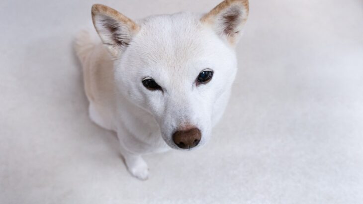 犬が飼い主を『出待ちする』理由５選　お風呂やトイレについてくる心理や注意点まで(ブログ)