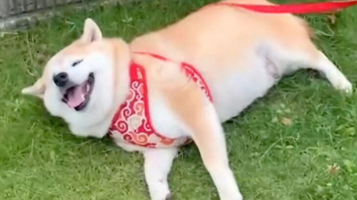 お出かけをする犬→途中で『動物病院への道』と気付いてしまい…想像以上の『全力拒否』が164万再生「嫌だよねｗ」「小さな抵抗が可愛い」(ブログ)