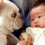 『ある日、突然やってきた赤ちゃん』に戸惑う犬→なかなか受け入れられず…相棒へと変わった『現在までの記録』が236万再生「涙腺崩壊した…」(ブログ)