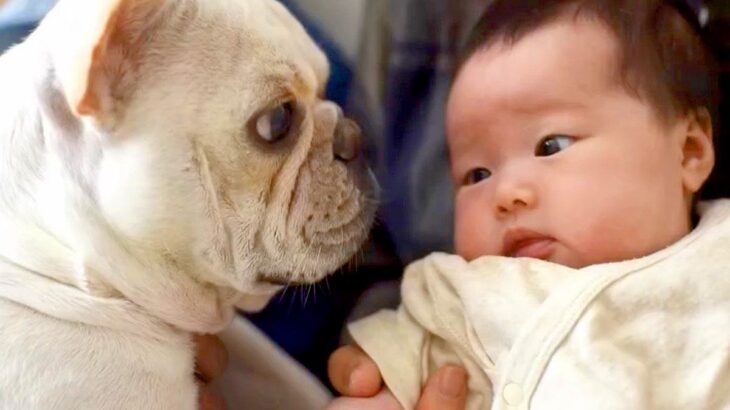 『ある日、突然やってきた赤ちゃん』に戸惑う犬→なかなか受け入れられず…相棒へと変わった『現在までの記録』が236万再生「涙腺崩壊した…」(ブログ)