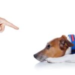 犬に絶対やってはいけない『ダメ』の伝え方５選　逆効果となる飼い主のタブー行為とは？(ブログ)