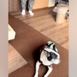 耳の聞こえないシニア犬→『入院していたパパ』が帰ってきたことに気づいた瞬間…『家族愛あふれる光景』に感動「お互いに嬉しいのが伝わる」(ブログ)