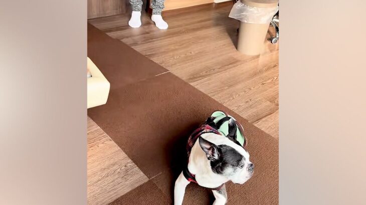 耳の聞こえないシニア犬→『入院していたパパ』が帰ってきたことに気づいた瞬間…『家族愛あふれる光景』に感動「お互いに嬉しいのが伝わる」(ブログ)