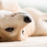 飼い主が勘違いしがちな『犬の行動』4つ　意外と知らない愛犬の本音や間違った対応まで(ブログ)