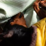 犬の『免疫力が低下する』飼い主のNG行為５選　体が弱っているときの危険な症状とは？(ブログ)
