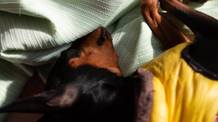 犬の『免疫力が低下する』飼い主のNG行為５選　体が弱っているときの危険な症状とは？(ブログ)