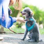 犬を『甘やかしすぎる』と起こる危険なこと６選　問題行動の原因となることも…(ブログ)