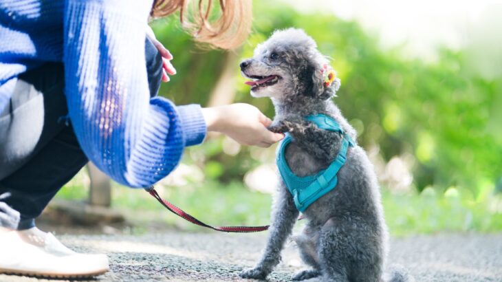 犬を『甘やかしすぎる』と起こる危険なこと６選　問題行動の原因となることも…(ブログ)