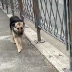 海外でランニングをしていたら『1匹の野良犬』がついてきて…『こんなことがあるんだ』素敵すぎる物語が26万再生「涙が出る…」「運命だね」(ブログ)