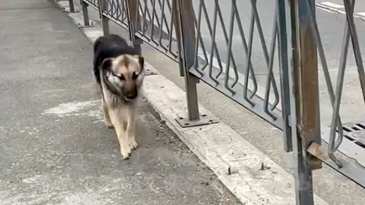 海外でランニングをしていたら『1匹の野良犬』がついてきて…『こんなことがあるんだ』素敵すぎる物語が26万再生「涙が出る…」「運命だね」(ブログ)