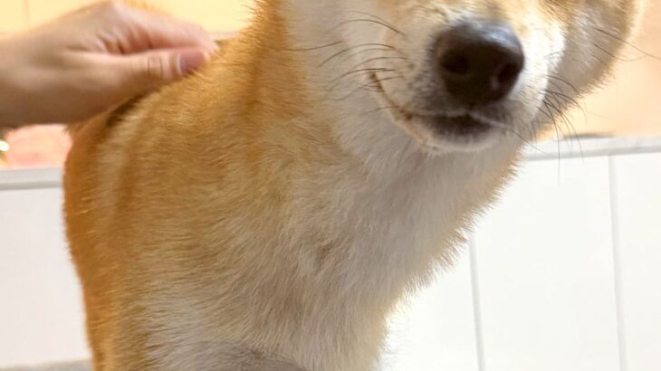 『雨だけど、散歩行く？』と犬に聞いてみた結果→わかりやすく嫌がっている『表情』に5万いいね集まる「顔に出るタイプｗｗ」「言葉理解してる」(ブログ)