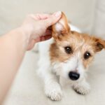 痛い、かゆい、つらい…犬の『慢性外耳炎』は飼い主さんのQOLにも影響する？最新研究を獣医が解説(ブログ)
