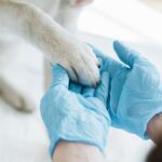 見た目に異常がないのに…「触ると嫌がる」犬の不思議な症状について獣医が解説(ブログ)