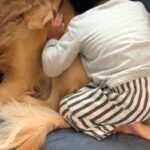 朝、男の子が『保育園に行きたくない』と駄々をこねた結果→大型犬に助けを求めて…愛に溢れた光景に反響「行きたくない日もあるよね」「困惑ｗ」(ブログ)