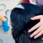 『触ってもいいですか？』40キロ越えの超大型犬が”小学生の子どもたち”に遭遇→あまりにも『平和なやり取り』が126万再生「すべてが尊い」(ブログ)