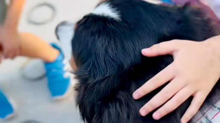 『触ってもいいですか？』40キロ越えの超大型犬が”小学生の子どもたち”に遭遇→あまりにも『平和なやり取り』が126万再生「すべてが尊い」(ブログ)