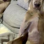 『私はおっさんを育てているのか…？』ソファにいる犬たちを撮影→ワンコとは思えない『姿勢』に6万いいね「偉い人で草」「渋い声出しそうｗ」(ブログ)