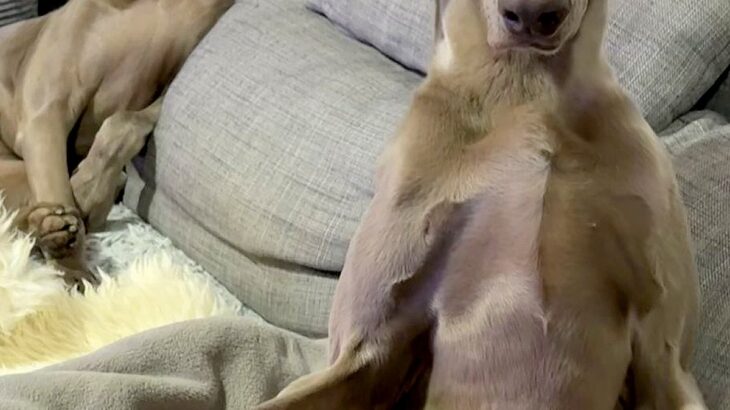 『私はおっさんを育てているのか…？』ソファにいる犬たちを撮影→ワンコとは思えない『姿勢』に6万いいね「偉い人で草」「渋い声出しそうｗ」(ブログ)