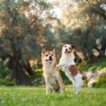 犬に『友達』は必要なの？犬同士で交流させるメリットや遊ばせる際の注意点まで解説(ブログ)