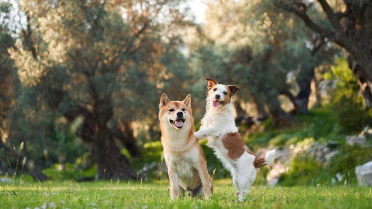 犬に『友達』は必要なの？犬同士で交流させるメリットや遊ばせる際の注意点まで解説(ブログ)