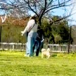 ドッグランで迷子になった犬→知らない女性を『ママだ』と勘違いしてしまい…『人違いに気付いた瞬間』が29万再生「たまには間違うよねｗ」(ブログ)