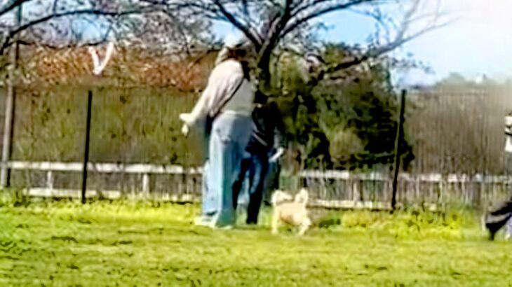 ドッグランで迷子になった犬→知らない女性を『ママだ』と勘違いしてしまい…『人違いに気付いた瞬間』が29万再生「たまには間違うよねｗ」(ブログ)
