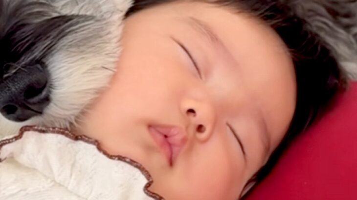 赤ちゃんが大好きな犬→ピッタリとくっつきながら…あまりにも尊い『添い寝の仕方』に悶絶の声「天使と天使」「どんな夢を見てるのかな」と絶賛(ブログ)