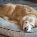 犬にとって『不快なベッド』の特徴５選　睡眠を妨害してしまう寝床の共通点とは？(ブログ)