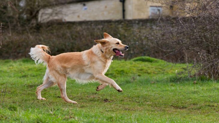 犬の『しっぽ』から読み取れる心理4つ　動かし方からわかる愛犬の感情や判断する方法まで(ブログ)
