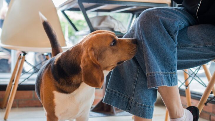 犬が帰宅した飼い主のニオイを確認する『3つの心理』主な理由や適切な対応まで解説(ブログ)