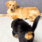 『子犬と先住犬が仲良くできるか』心配していたら、会わせた瞬間に…『はじめましてとは思えない光景』が43万再生「めちゃ尊い…」「可愛い」(ブログ)