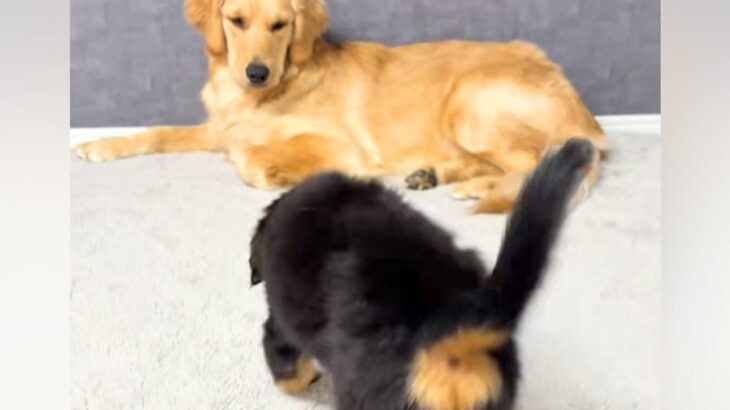 『子犬と先住犬が仲良くできるか』心配していたら、会わせた瞬間に…『はじめましてとは思えない光景』が43万再生「めちゃ尊い…」「可愛い」(ブログ)