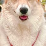 友人に犬の写真を見せたら『ビキニ着てる？』と言われたので確認→『まさかの光景』に9万いいね集まる「似合ってるの草」「不満そうｗｗ」と爆笑(ブログ)