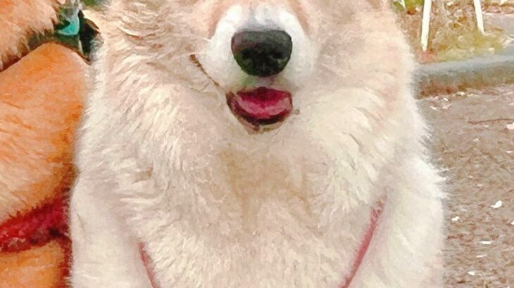 友人に犬の写真を見せたら『ビキニ着てる？』と言われたので確認→『まさかの光景』に9万いいね集まる「似合ってるの草」「不満そうｗｗ」と爆笑(ブログ)