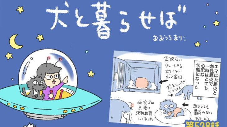 犬と暮らせば【第538話】「エマの回復」(ブログ)