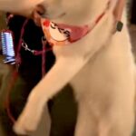 なぜか『工事中の看板』にビビりまくる秋田犬→歩かなくなったので、仕方なく…可愛すぎる『強制連行』に反響「上手な二足歩行」「たまらんｗ」(ブログ)