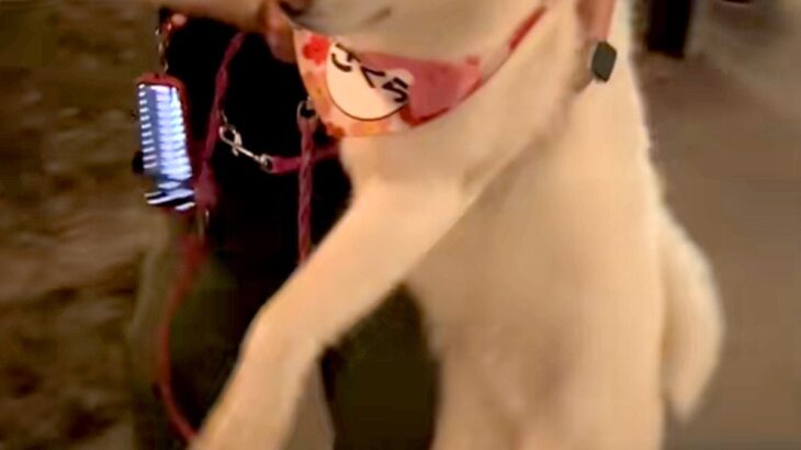 なぜか『工事中の看板』にビビりまくる秋田犬→歩かなくなったので、仕方なく…可愛すぎる『強制連行』に反響「上手な二足歩行」「たまらんｗ」(ブログ)