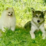同じ大きさだった『小型犬とウルフドッグ』→3年後…見た目からは考えられない『まさかの関係性』が15万再生「小さくても勇敢」「微笑ましい」(ブログ)