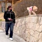 散歩中、高い場所に登った大型犬→『降りれない』と困り果てて…赤ちゃんすぎる『救出の一部始終』が31万再生「子供と一緒ｗ」「甘えん坊さん」(ブログ)