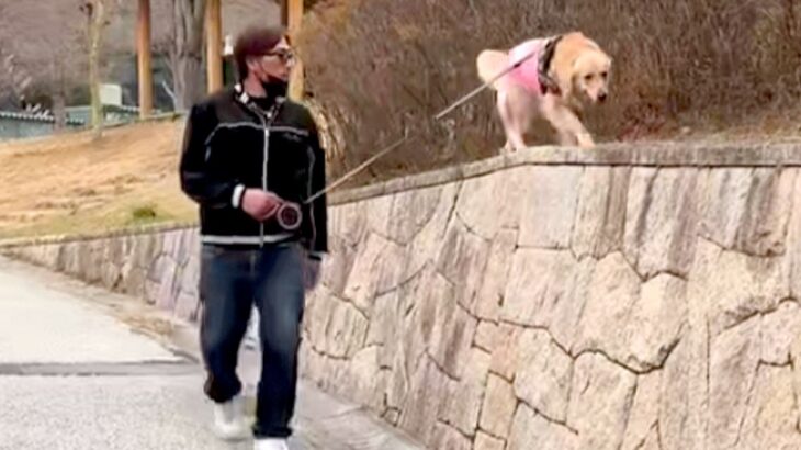 散歩中、高い場所に登った大型犬→『降りれない』と困り果てて…赤ちゃんすぎる『救出の一部始終』が31万再生「子供と一緒ｗ」「甘えん坊さん」(ブログ)