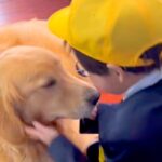 小学校2日目が終わり、帰宅した男の子→真っ先に『大型犬』の元へ行き…信頼と愛を感じる『尊い光景』が35万再生「可愛くて泣ける」「素敵」(ブログ)