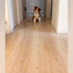 オヤツを床に置き、子犬を呼んでみた結果→『ちゃんと食べるかな』と見ていたら…『想定外の光景』が71万再生「尊すぎる…」「なんて可愛いの」(ブログ)