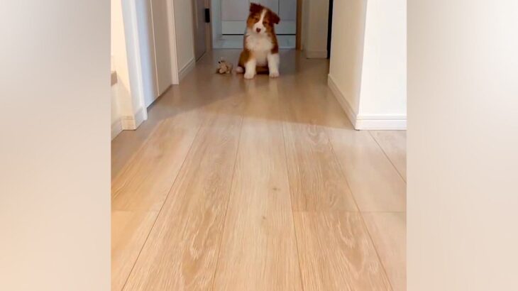 オヤツを床に置き、子犬を呼んでみた結果→『ちゃんと食べるかな』と見ていたら…『想定外の光景』が71万再生「尊すぎる…」「なんて可愛いの」(ブログ)